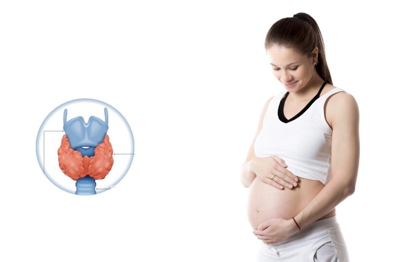 Thyroid Problems Affect Fertility and Pregnancy